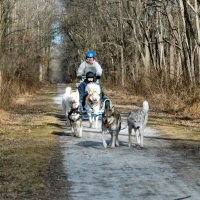 Zoë and Acadia lead the sled dog team