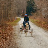The five dog team on the trail